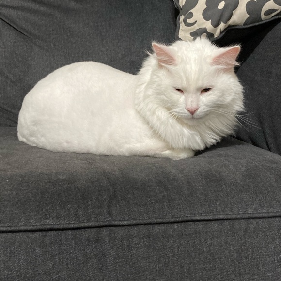 Meet your Posher, Sally - Picture 5 of 11